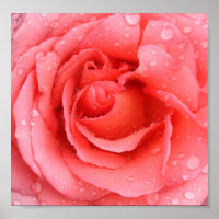 Romantic Pink Rose Water Drops