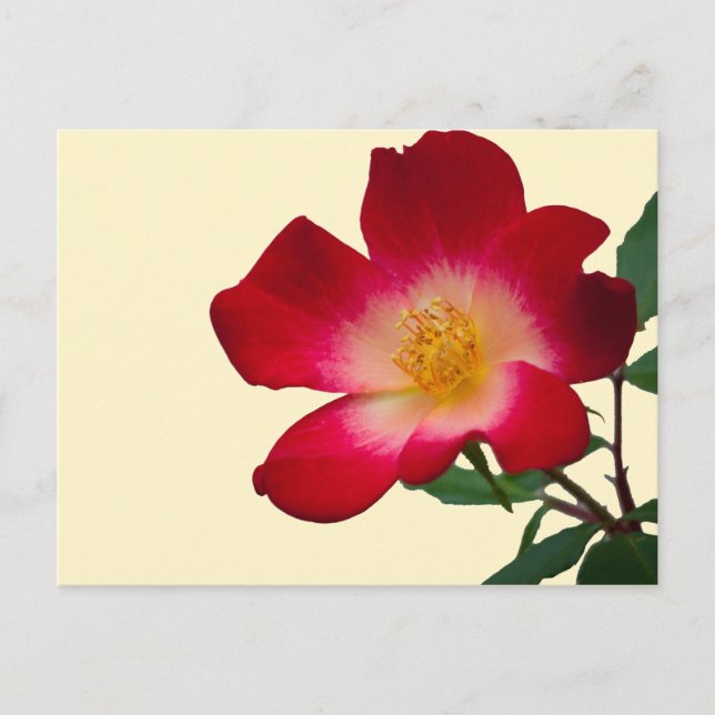 Romantic Pink Wild Rose Postcard (Front)