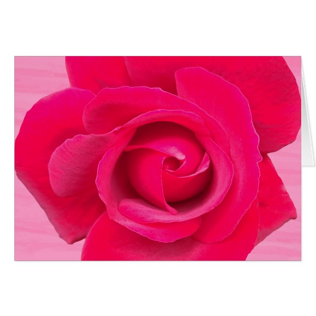 Romantic Red Pink Rose (Front Horizontal)