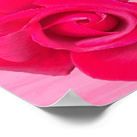 Romantic Red Pink Rose