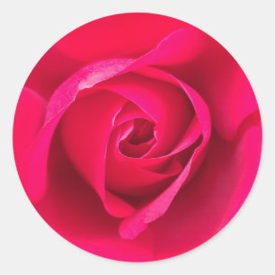 Romantic Red Pink Rose v2 Classic Round Sticker