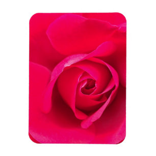 Romantic Red Pink Rose v2 Magnet