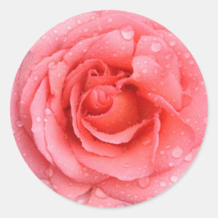 Romantic Red Pink Rose Water Drops Classic Round Sticker