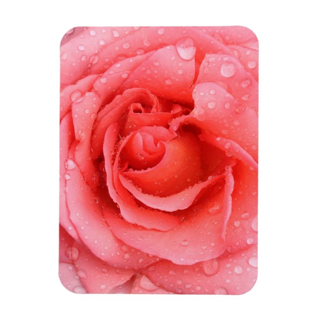 Romantic Red Pink Rose Water Drops Magnet (Vertical)