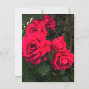 Romantic Red Rose Garden Rosery RSVP Card