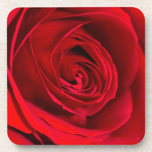 Romantic Red Rose in full bloom Coaster (Front)