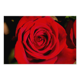 Romantic Red Rose Photo Print