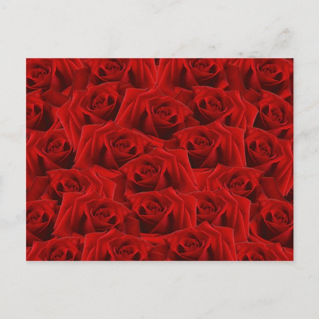  Romantic Red Rose Postcard (Front)