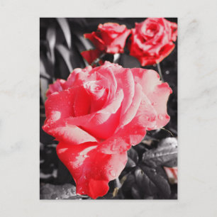 Romantic Red Roses Postcard