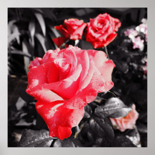 Romantic Red Roses Poster