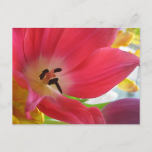 Romantic Red Tulip Postcard