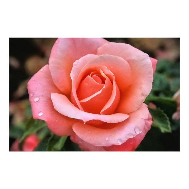 Romantic Rose Botanical Art Print (Front)