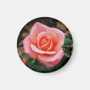 Romantic Rose Botanical Art Print Magnet
