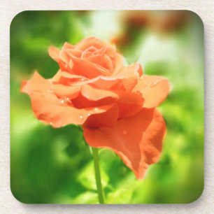 Romantic Rose Flowers #2 Coaster