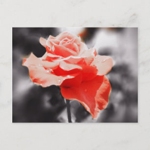 Romantic Rose Flowers #3 Postcard