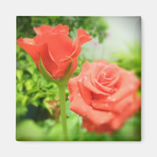 Romantic Rose Flowers Magnet