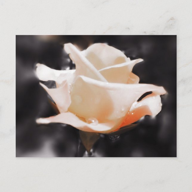Romantic Rose Flowers Postcard (Front)