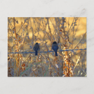 Romantic sparrow bird couple on a wire, Photo Postcard