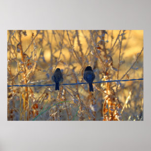Romantic sparrow bird couple, up to 36"x24" Photo Poster