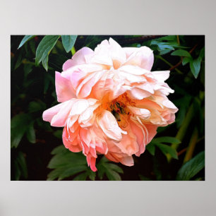 Romantic Spring Peony in Pale Peach Poster