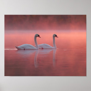Romantic Swans on Pink Lake Misty Sunrise Poster