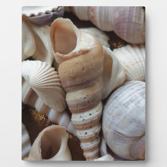 Romantic Tropical Exotic Sea Shells Beach Love Plaque (Front)