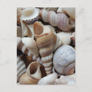 Romantic Tropical Exotic Sea Shells Beach Love Postcard
