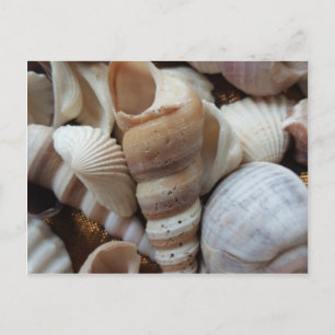 Romantic Tropical Exotic Sea Shells Beach Love Postcard