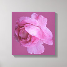 Romantic Valentine pink rose modern floral boho