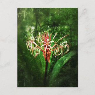 Romantic vintage red spider lily postcard