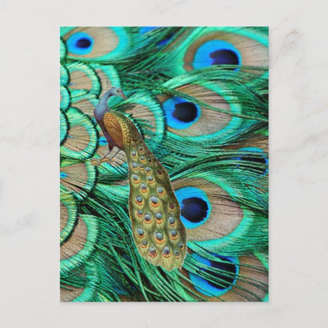 romantic vintage turquoise teal peacock wedding postcard (Front)