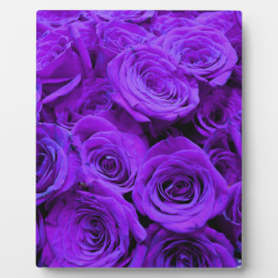 romantic violet purple roses, pretty rose bouquet plaque