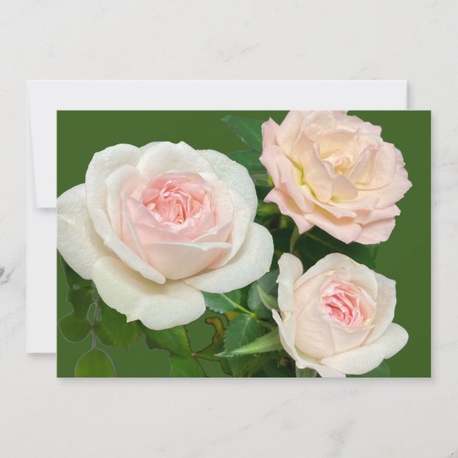 Romantic  white pink roses  invitation (Front)