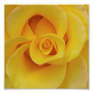 Romantic Yellow Rose Petals Photo Print