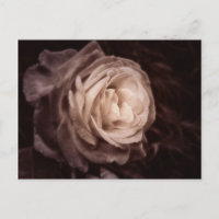 Romantica- this rose says love