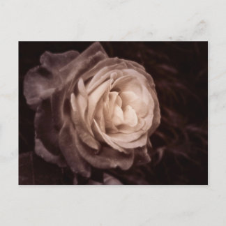 Romantica- this rose says love postcard