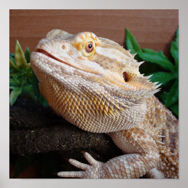 Ronnie 2 poster (Front)