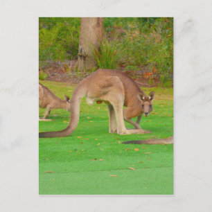 roo look postcard