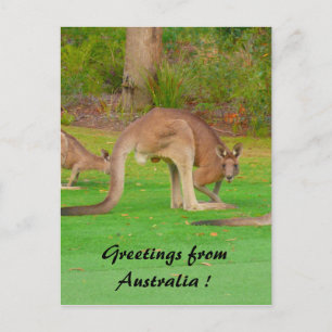 roo postcard