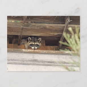 Roofie Racoon Postcard