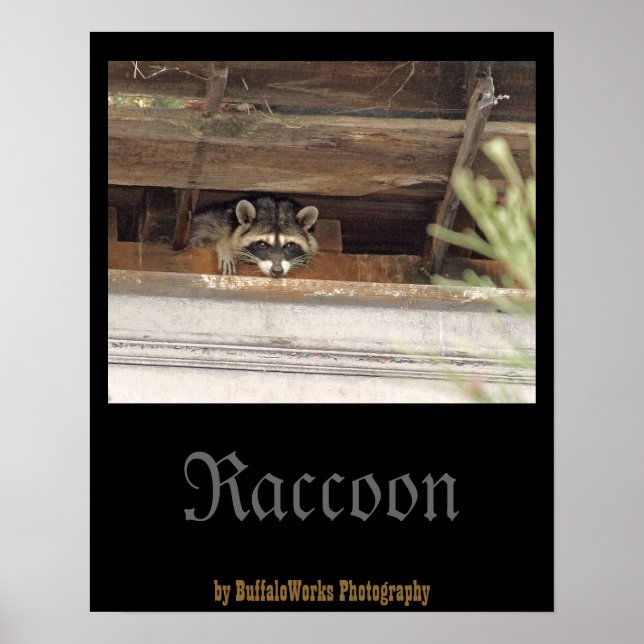 Roofie Racoon Poster (Front)