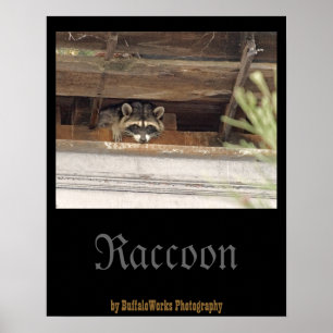 Roofie Racoon Poster