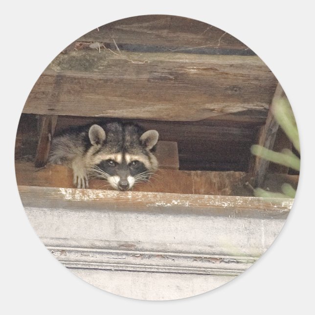 Roofie Racoon Sticker (Front)