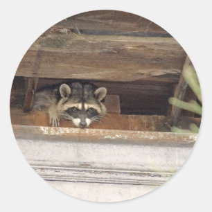 Roofie Racoon Sticker