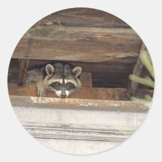 Roofie Racoon Sticker