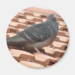 Rooftop Pigeon Magnet