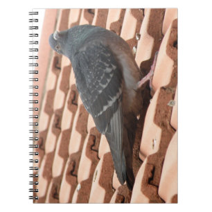 Rooftop Pigeon Notebook