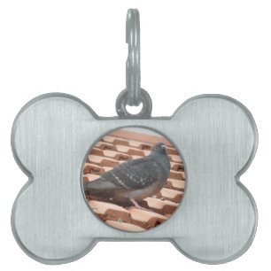 Rooftop Pigeon Pet Tag