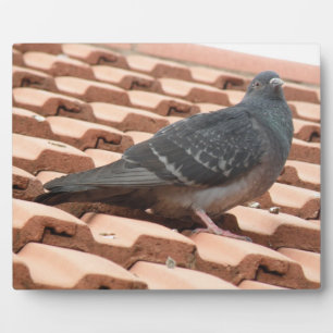 Rooftop Pigeon Plaque