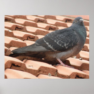 Rooftop Pigeon Print